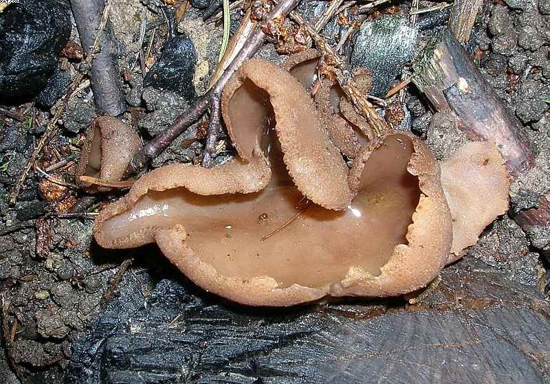 Peziza echinospora        P. Karst.,